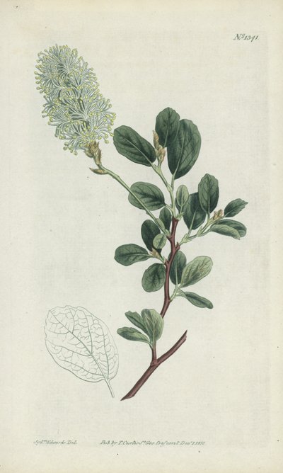 Botanische Gravur von Sydenham Teast Edwards